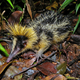 Lowland streaked tenrec (Hemicentetes semispinosus), one of the native mammal species susceptible to the invasive toad’s poison